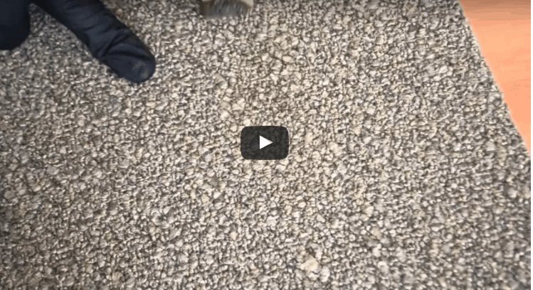 Remove Grease from Carpet